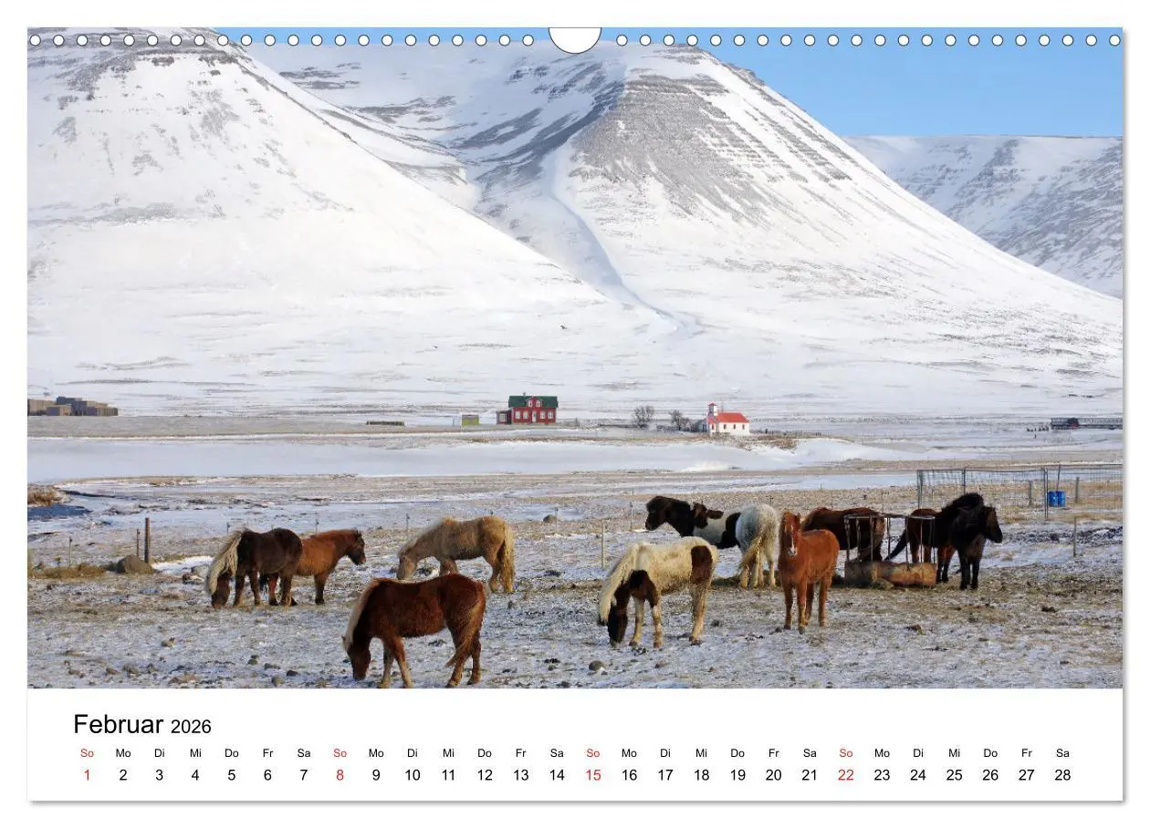 Bild: 9783516063776 | Die Pferde Islands - Ein Streifzug durch Island (Wandkalender 2026...