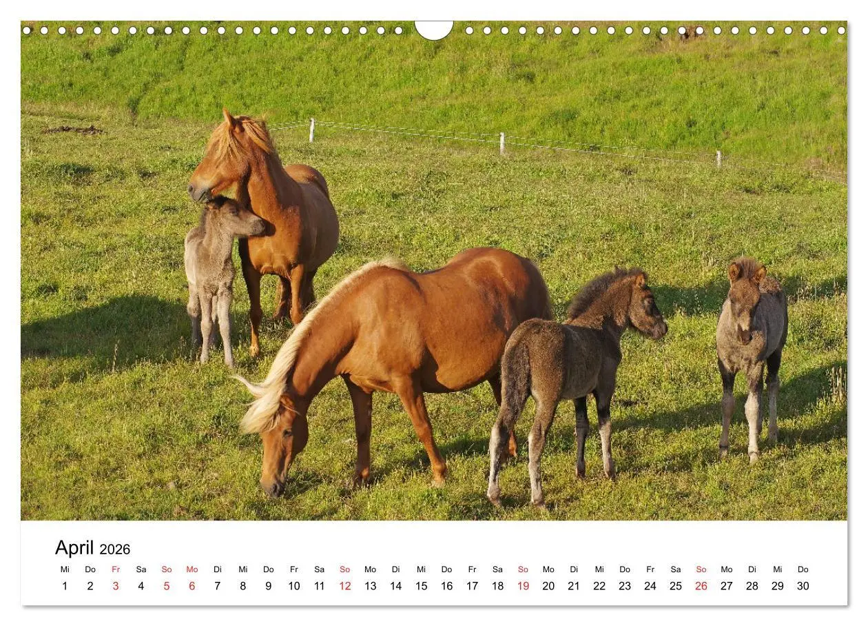 Bild: 9783516063776 | Die Pferde Islands - Ein Streifzug durch Island (Wandkalender 2026...