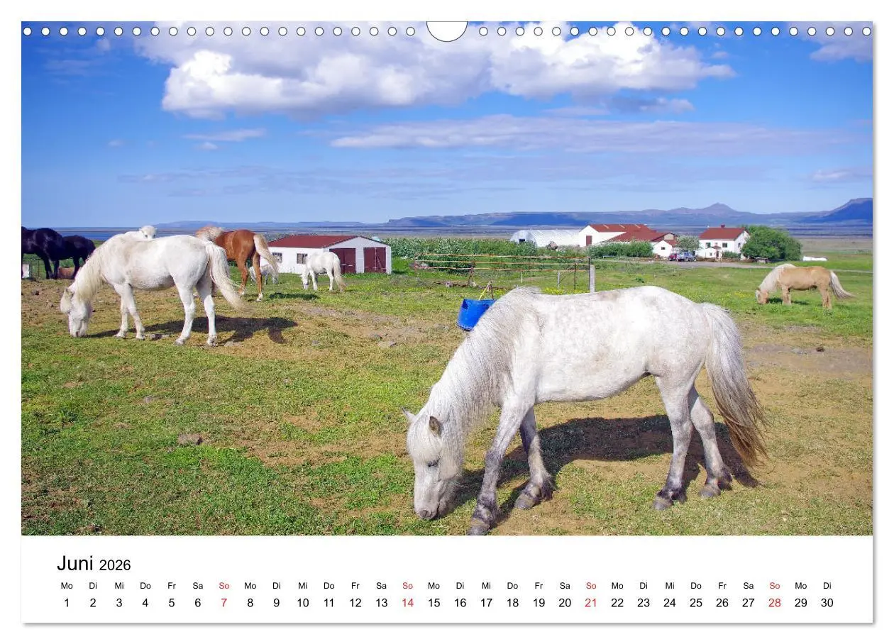 Bild: 9783516063776 | Die Pferde Islands - Ein Streifzug durch Island (Wandkalender 2026...