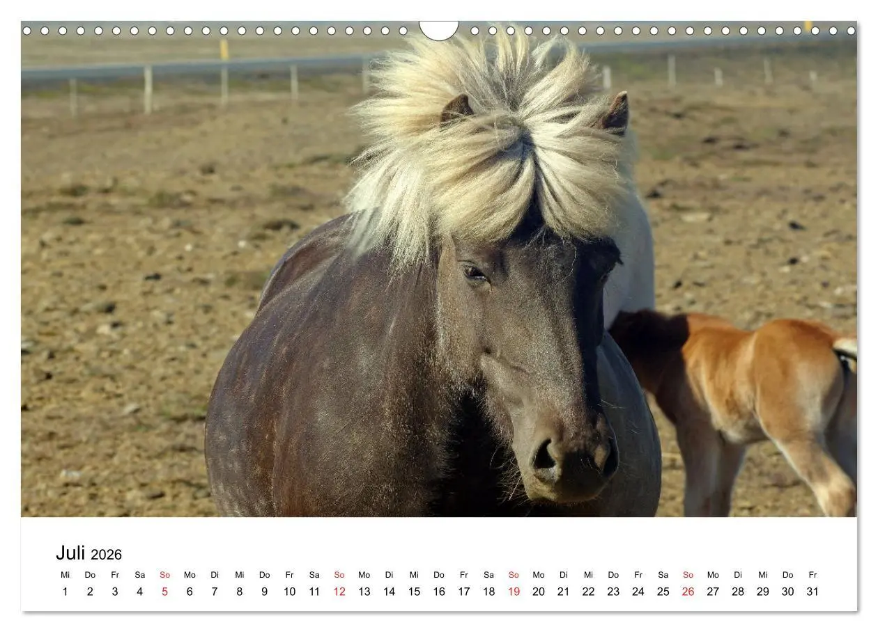 Bild: 9783516063776 | Die Pferde Islands - Ein Streifzug durch Island (Wandkalender 2026...