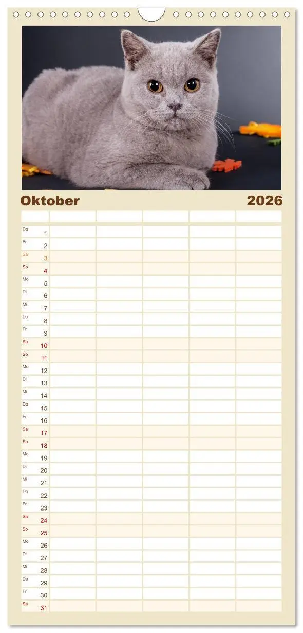 Bild: 9783516513776 | Familienplaner 2026 - Britisch Kurzhaar Katzen mit 5 Spalten...