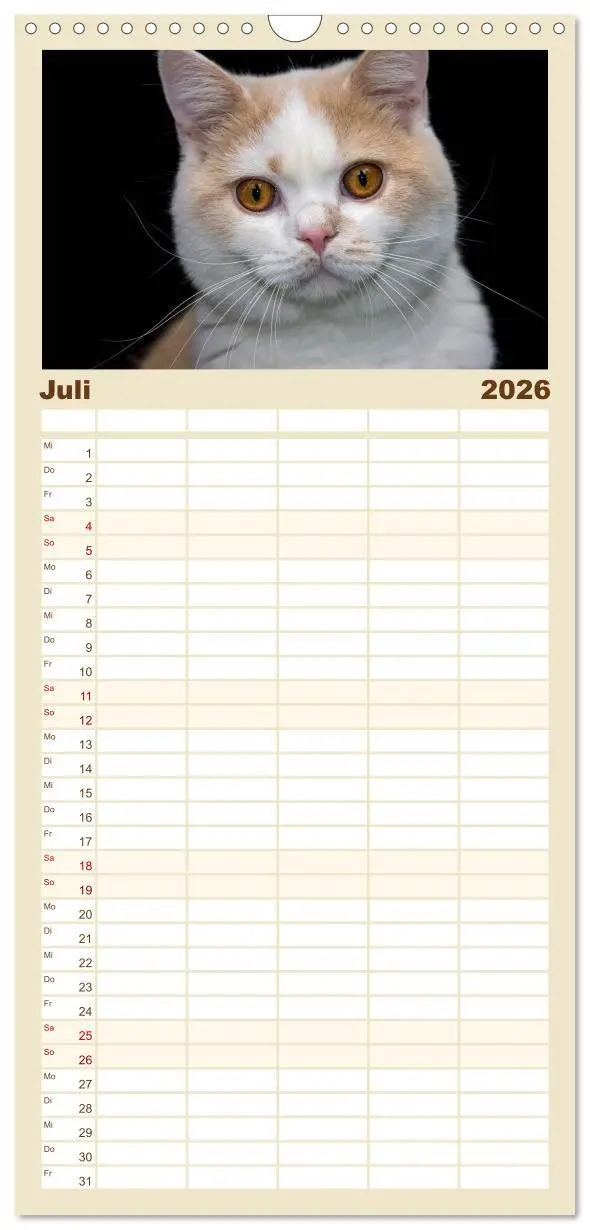 Bild: 9783516513776 | Familienplaner 2026 - Britisch Kurzhaar Katzen mit 5 Spalten...