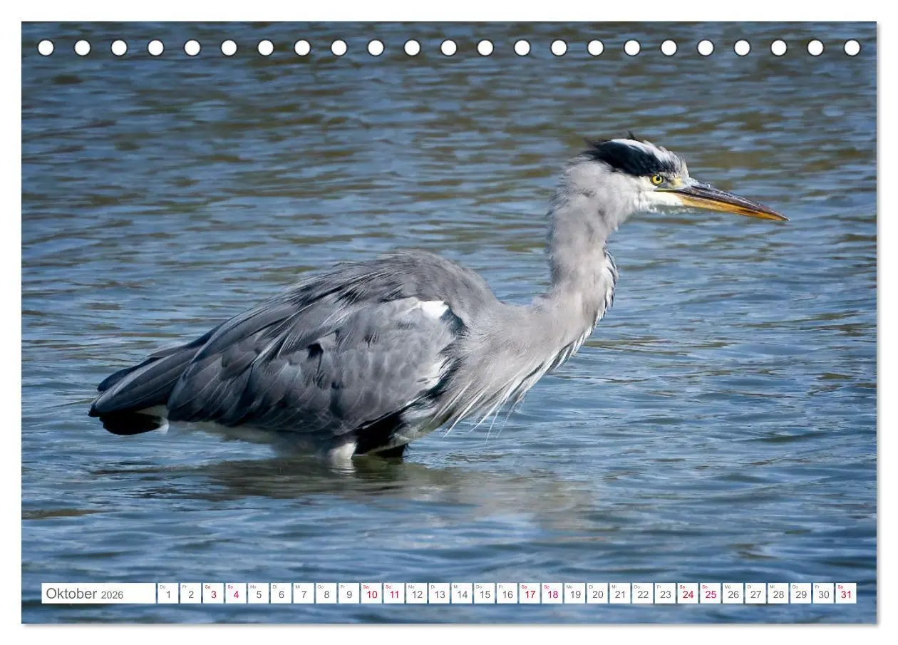 Bild: 9783457413876 | Vogelwelt am Bodensee 2026 (Tischkalender 2026 DIN A5 quer),...