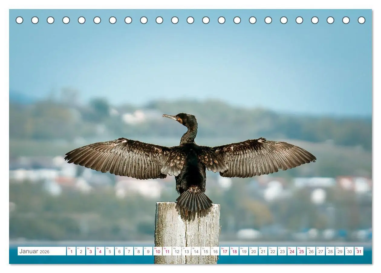 Bild: 9783457413876 | Vogelwelt am Bodensee 2026 (Tischkalender 2026 DIN A5 quer),...