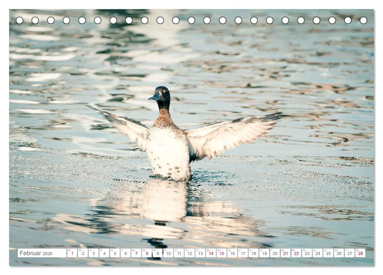 Bild: 9783457413876 | Vogelwelt am Bodensee 2026 (Tischkalender 2026 DIN A5 quer),...