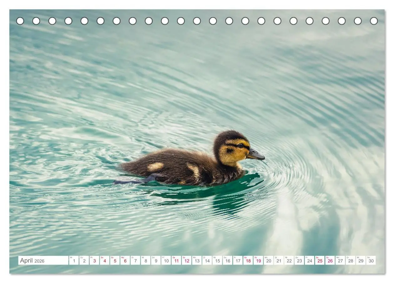 Bild: 9783457413876 | Vogelwelt am Bodensee 2026 (Tischkalender 2026 DIN A5 quer),...