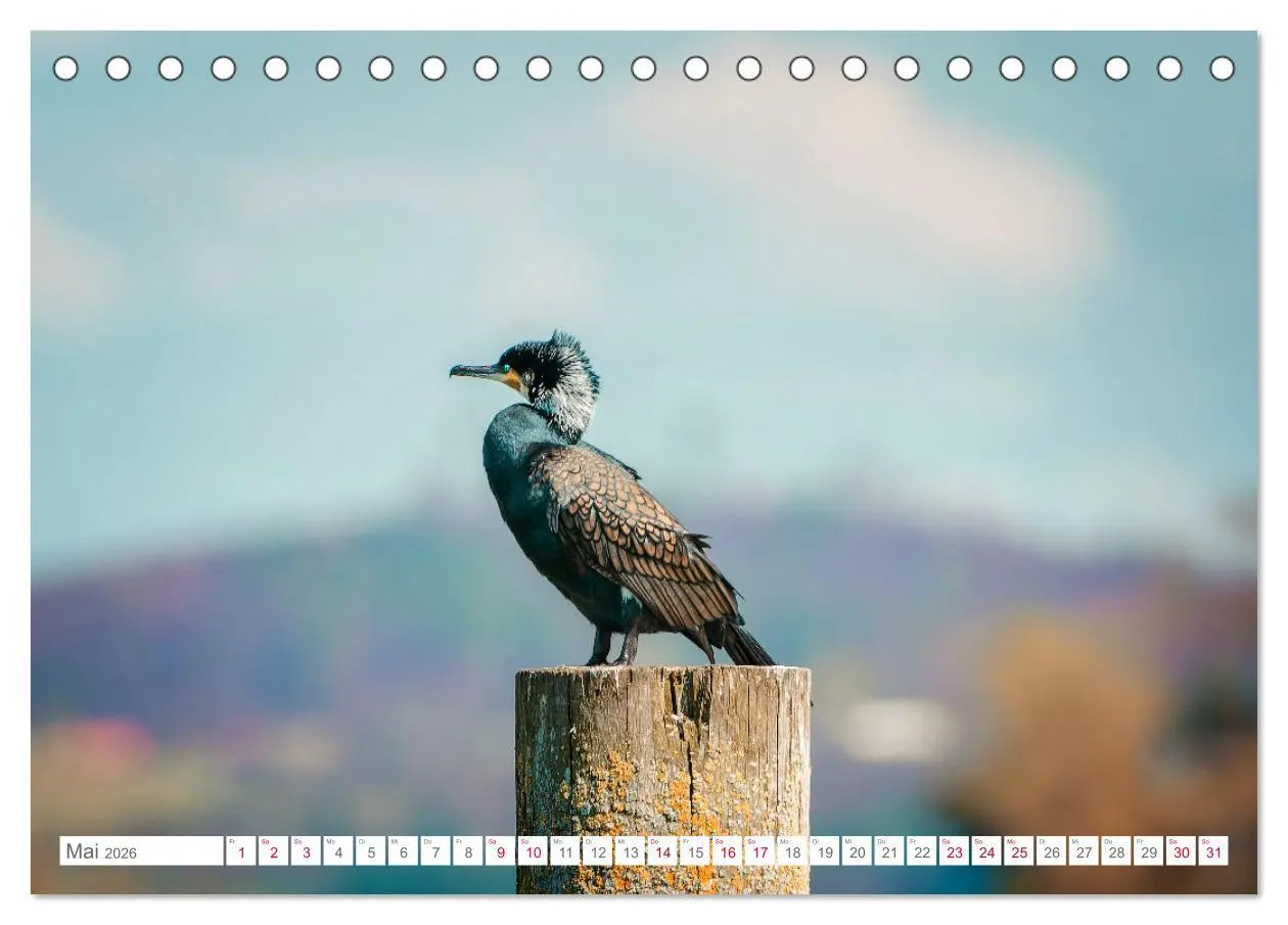 Bild: 9783457413876 | Vogelwelt am Bodensee 2026 (Tischkalender 2026 DIN A5 quer),...