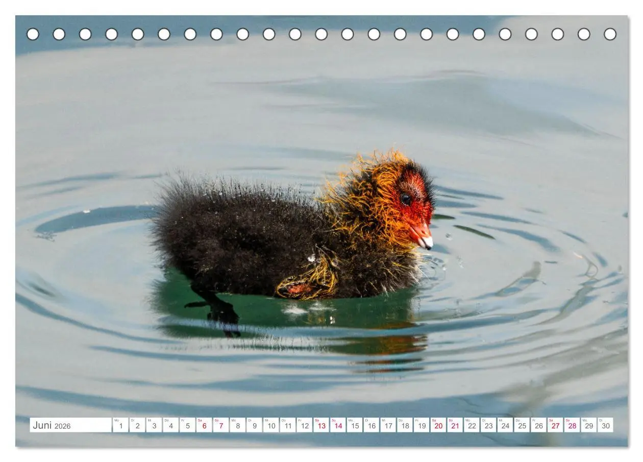 Bild: 9783457413876 | Vogelwelt am Bodensee 2026 (Tischkalender 2026 DIN A5 quer),...