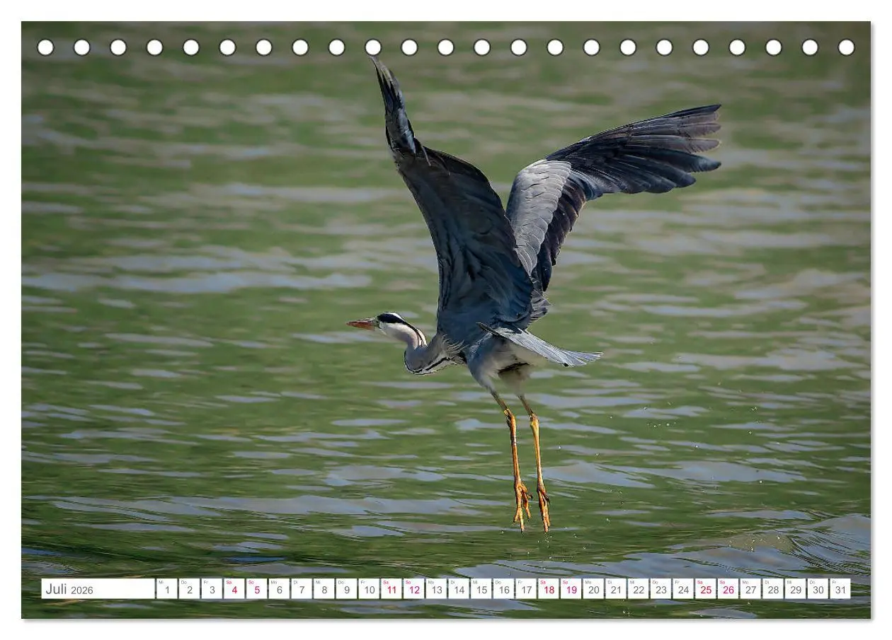 Bild: 9783457413876 | Vogelwelt am Bodensee 2026 (Tischkalender 2026 DIN A5 quer),...