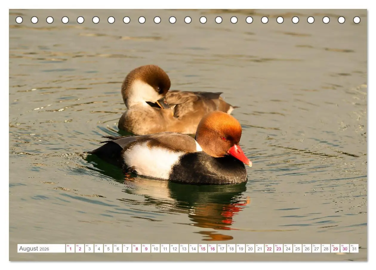 Bild: 9783457413876 | Vogelwelt am Bodensee 2026 (Tischkalender 2026 DIN A5 quer),...