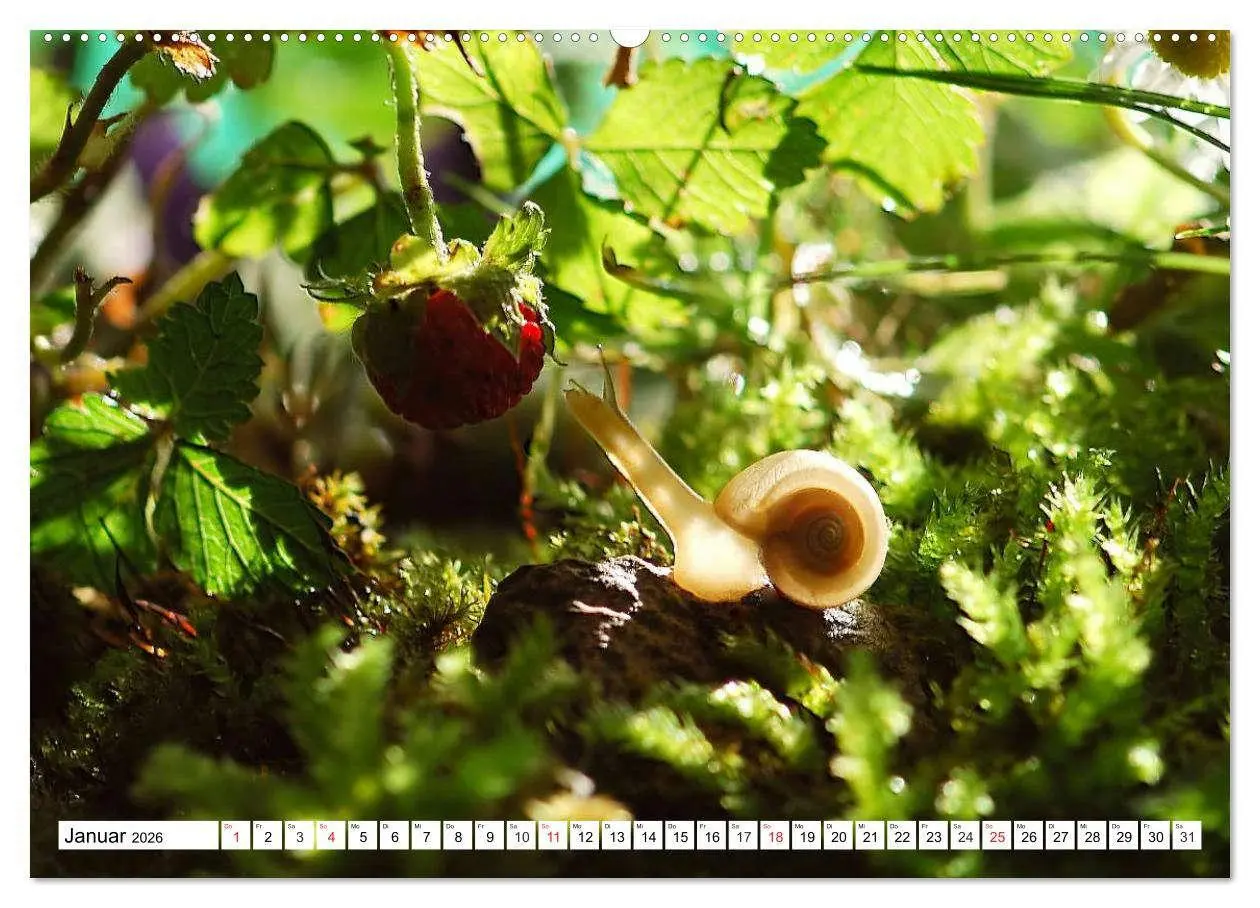 Bild: 9783516053876 | Schnecken. Witzige Schleimer (hochwertiger Premium Wandkalender...