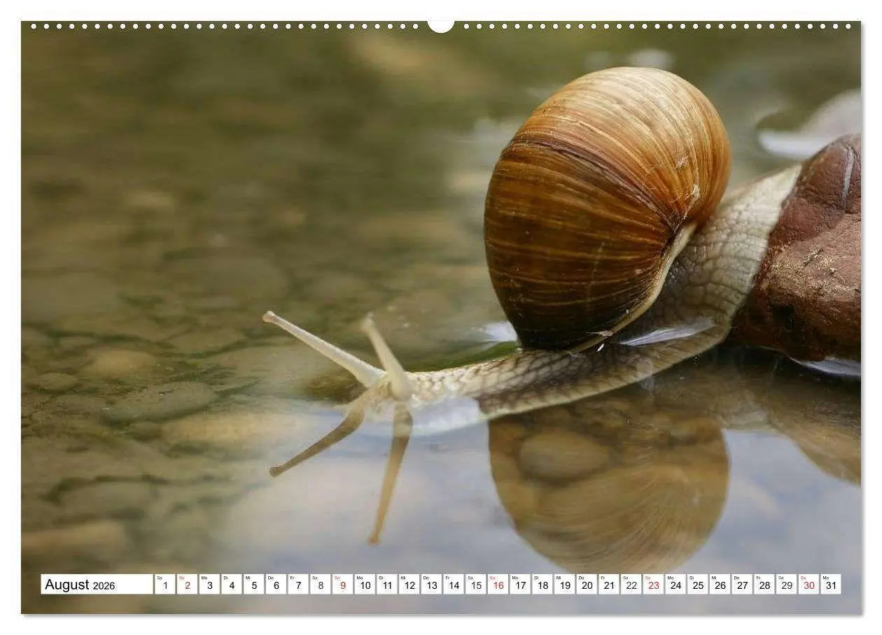 Bild: 9783516053876 | Schnecken. Witzige Schleimer (hochwertiger Premium Wandkalender...