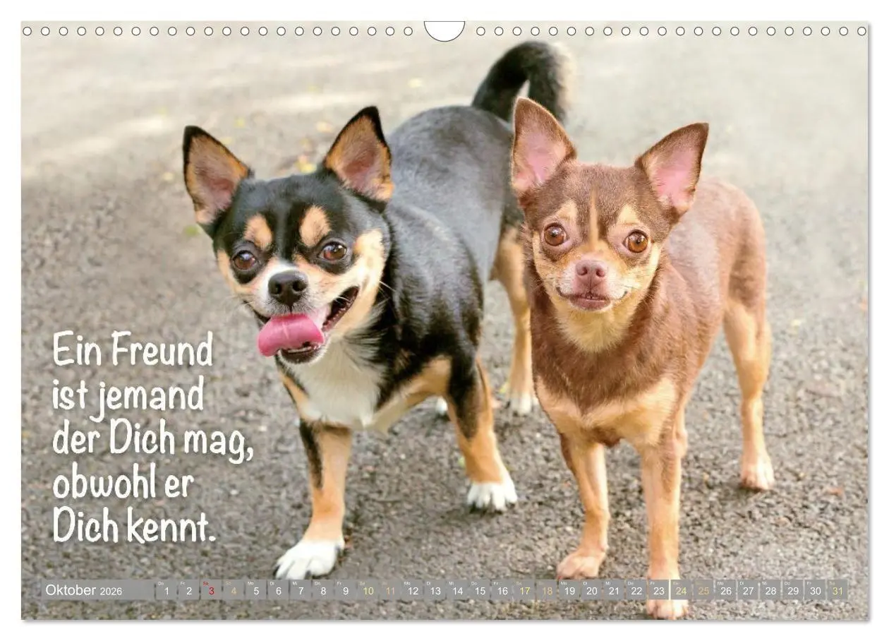 Bild: 9783516673876 | Chihuahua: Kleine Hunde, aber oho (Wandkalender 2026 DIN A3 quer),...