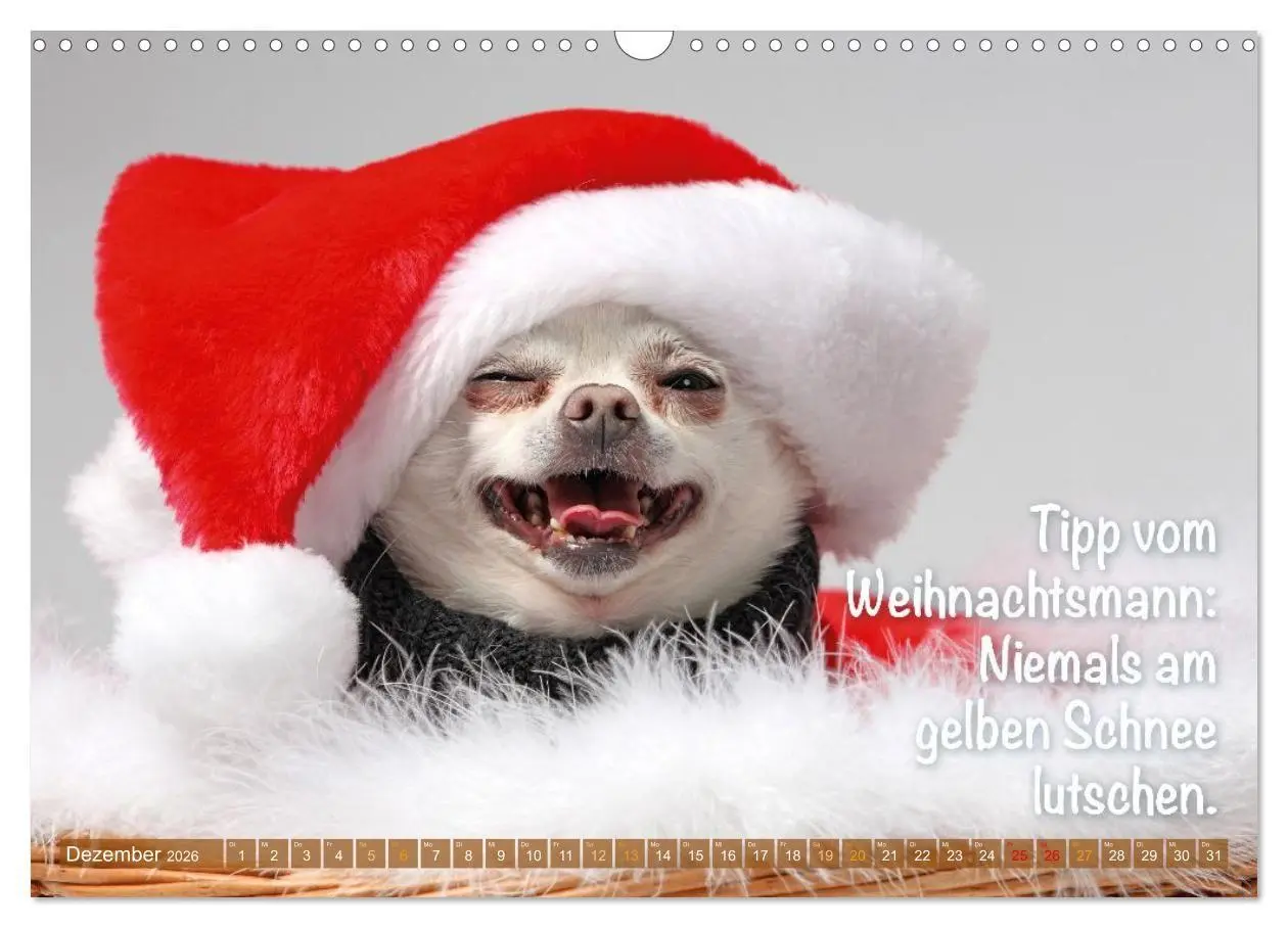 Bild: 9783516673876 | Chihuahua: Kleine Hunde, aber oho (Wandkalender 2026 DIN A3 quer),...