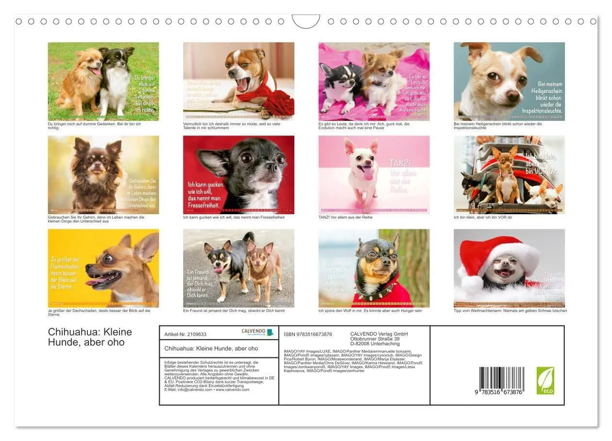 Bild: 9783516673876 | Chihuahua: Kleine Hunde, aber oho (Wandkalender 2026 DIN A3 quer),...