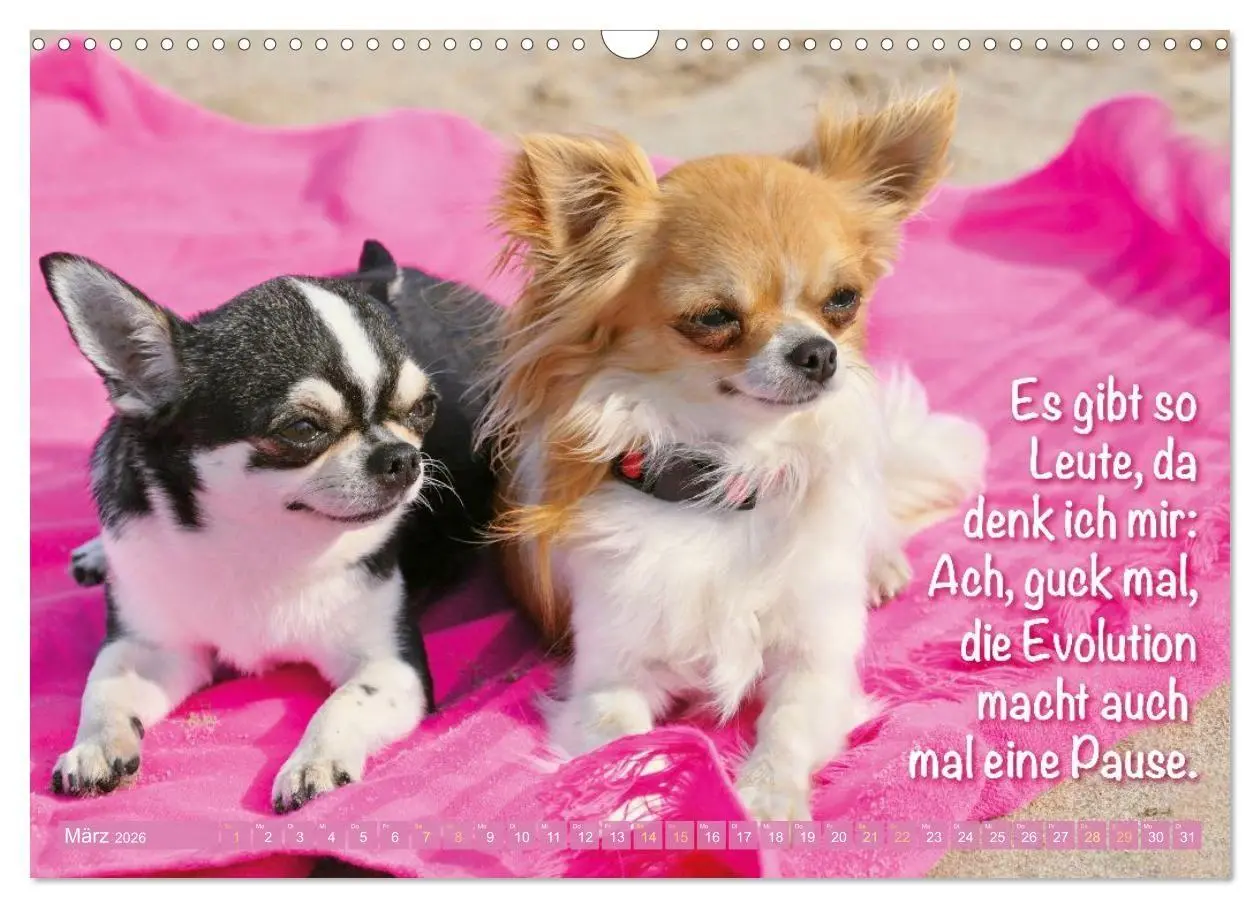 Bild: 9783516673876 | Chihuahua: Kleine Hunde, aber oho (Wandkalender 2026 DIN A3 quer),...