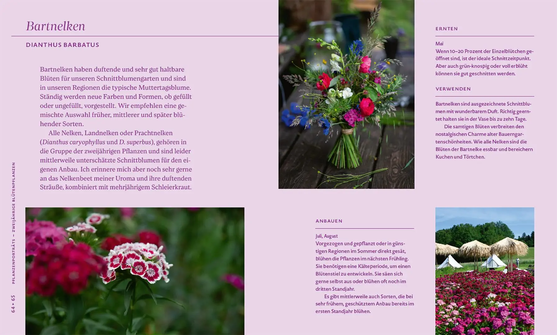 Bild: 9783258084176 | Nachhaltige Schnittblumen | Slowflowers - vom Anbau bis zum Verkauf