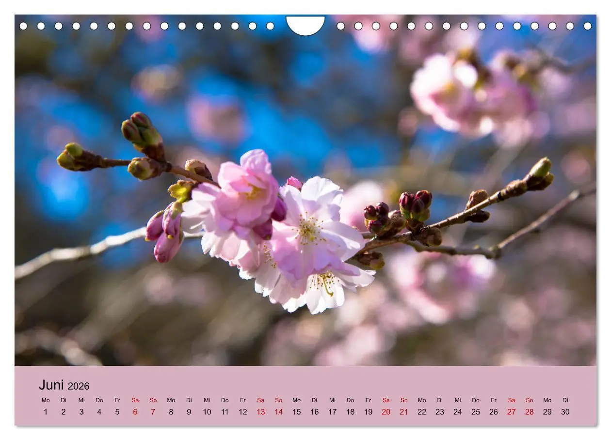 Bild: 9783457834176 | Kurpark Baden-Baden (Wandkalender 2026 DIN A4 quer), CALVENDO...