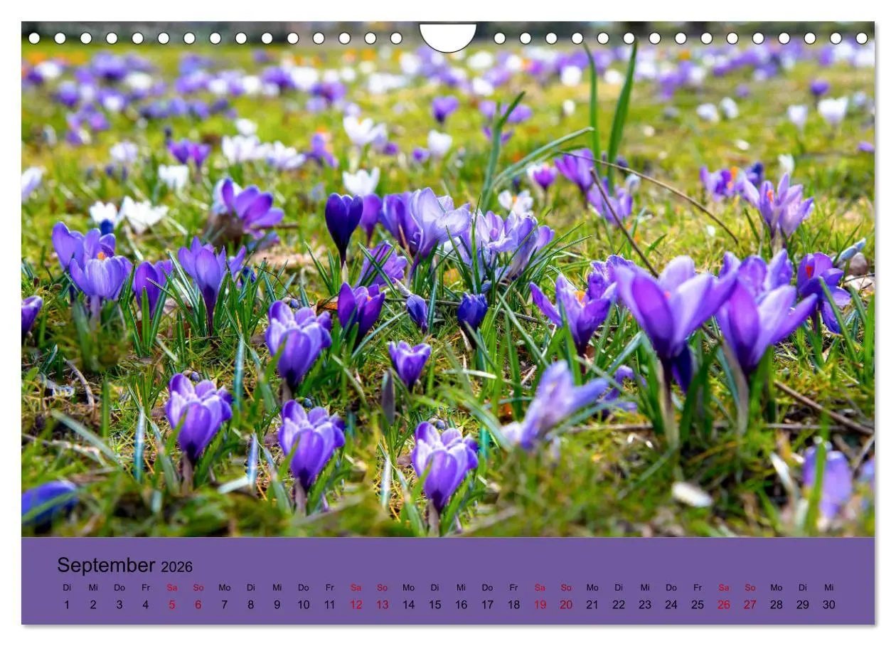 Bild: 9783457834176 | Kurpark Baden-Baden (Wandkalender 2026 DIN A4 quer), CALVENDO...