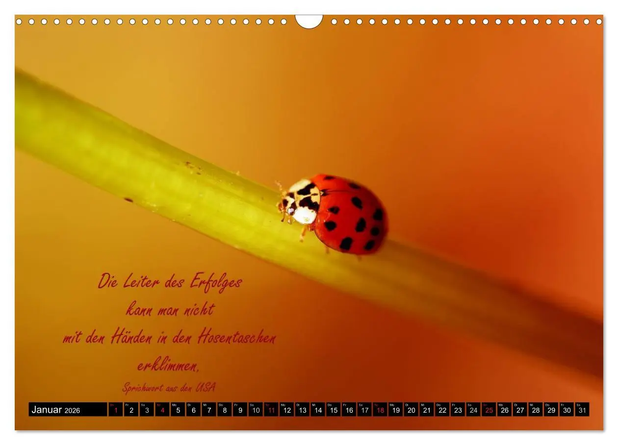 Bild: 9783516234176 | Das kleine, große Glück (Wandkalender 2026 DIN A3 quer), CALVENDO...