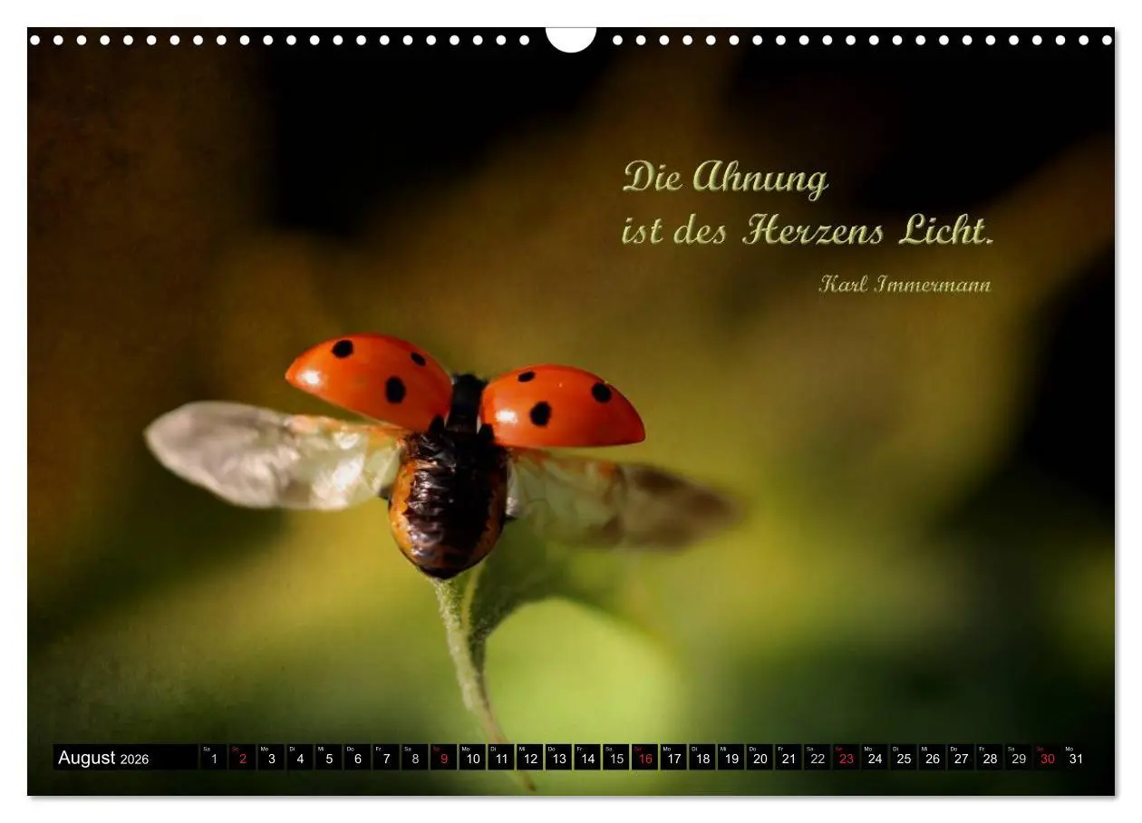 Bild: 9783516234176 | Das kleine, große Glück (Wandkalender 2026 DIN A3 quer), CALVENDO...