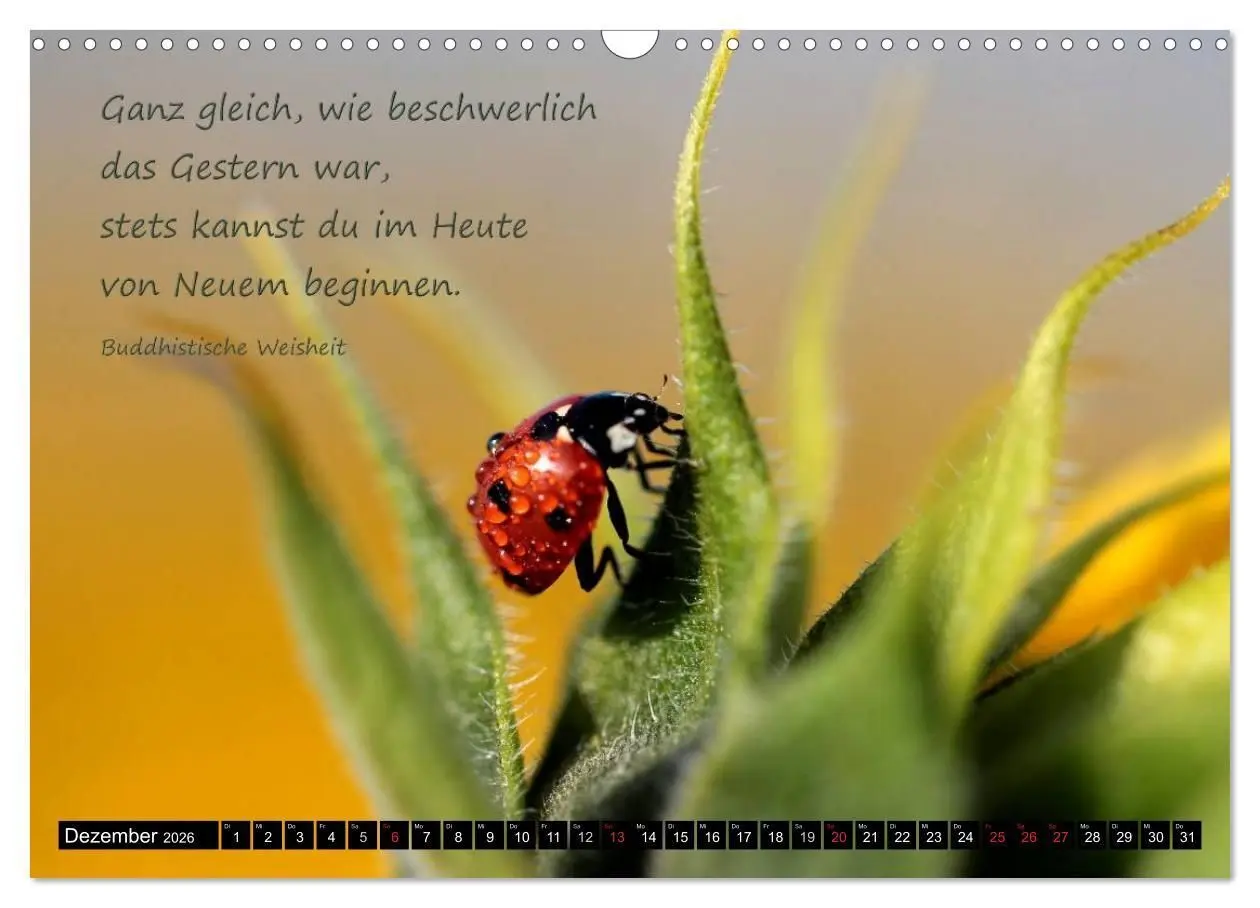 Bild: 9783516234176 | Das kleine, große Glück (Wandkalender 2026 DIN A3 quer), CALVENDO...