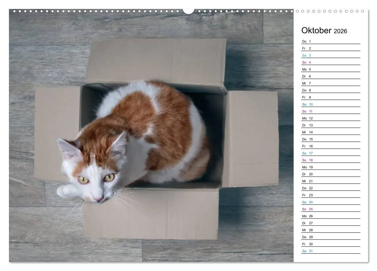 Bild: 9783457684276 | Karton Katzen (hochwertiger Premium Wandkalender 2026 DIN A2 quer),...