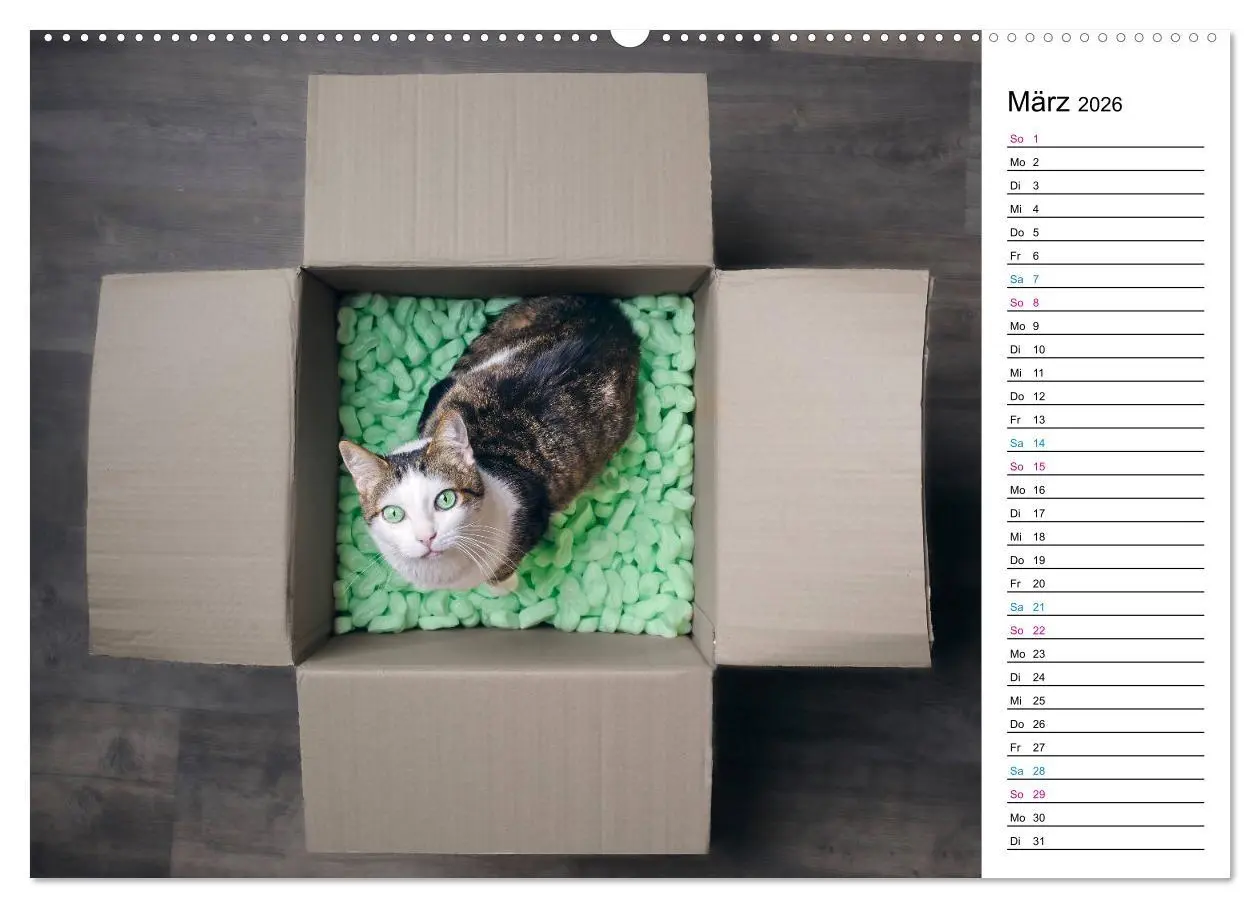 Bild: 9783457684276 | Karton Katzen (hochwertiger Premium Wandkalender 2026 DIN A2 quer),...