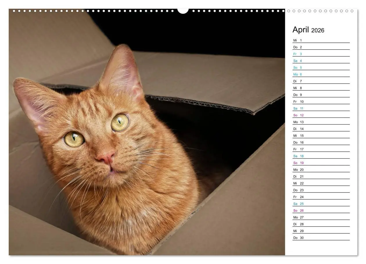 Bild: 9783457684276 | Karton Katzen (hochwertiger Premium Wandkalender 2026 DIN A2 quer),...