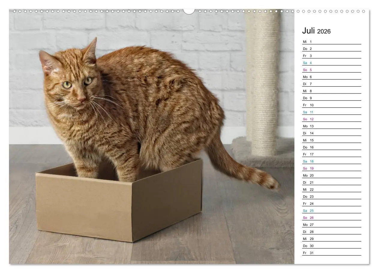 Bild: 9783457684276 | Karton Katzen (hochwertiger Premium Wandkalender 2026 DIN A2 quer),...