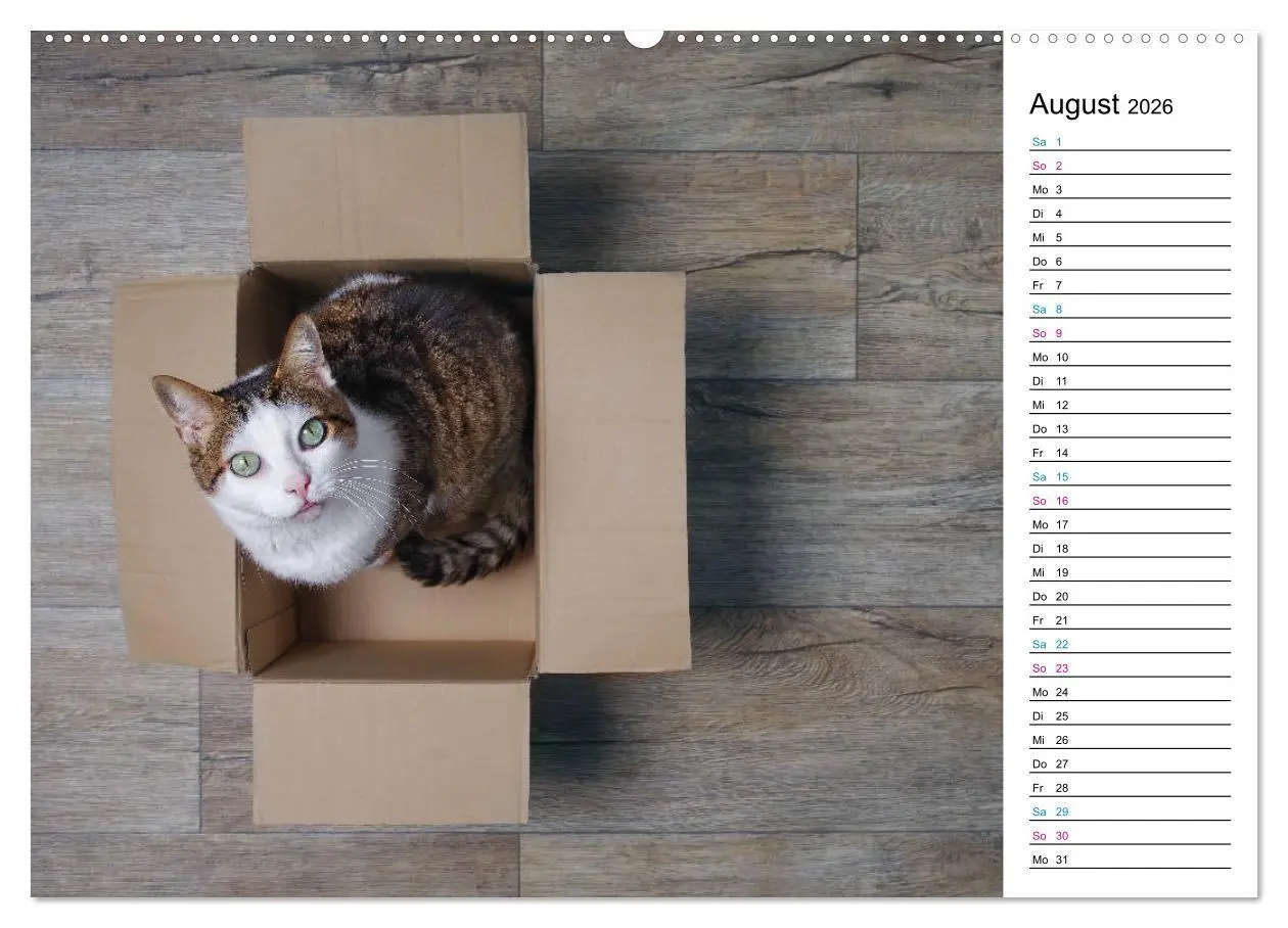 Bild: 9783457684276 | Karton Katzen (hochwertiger Premium Wandkalender 2026 DIN A2 quer),...
