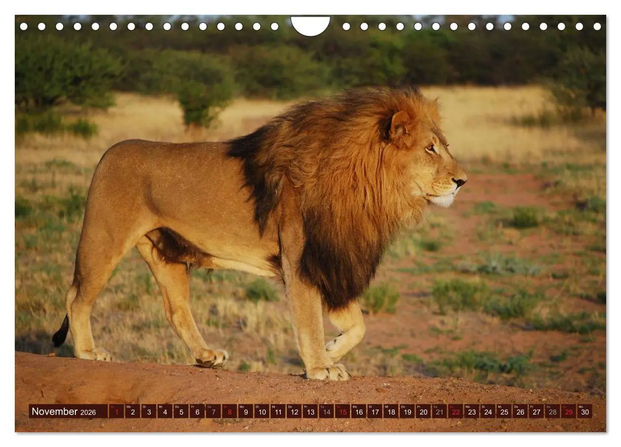 Bild: 9783516154276 | Afrikas wilde Schönheiten (Wandkalender 2026 DIN A4 quer), CALVENDO...