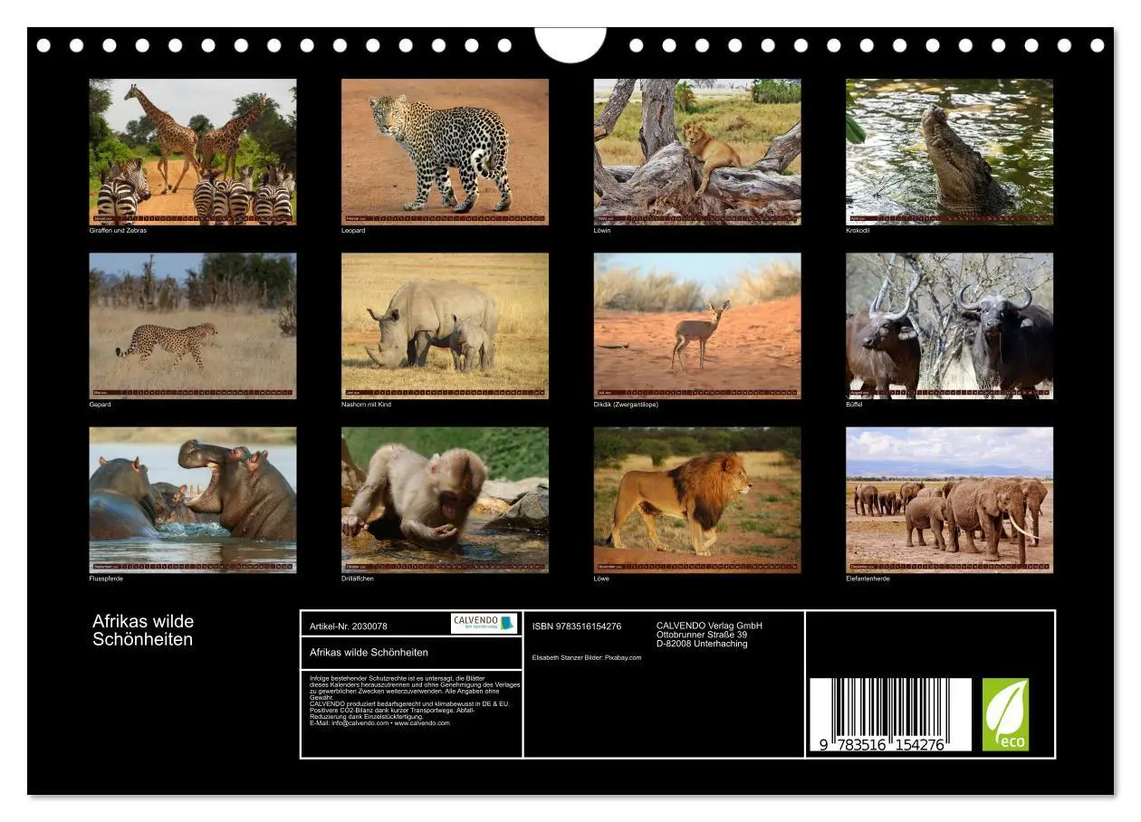 Bild: 9783516154276 | Afrikas wilde Schönheiten (Wandkalender 2026 DIN A4 quer), CALVENDO...