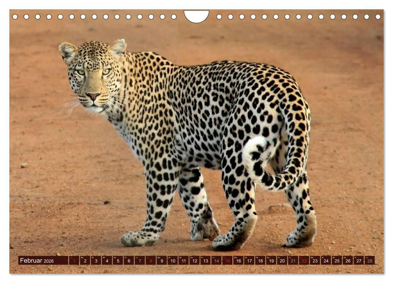 Bild: 9783516154276 | Afrikas wilde Schönheiten (Wandkalender 2026 DIN A4 quer), CALVENDO...
