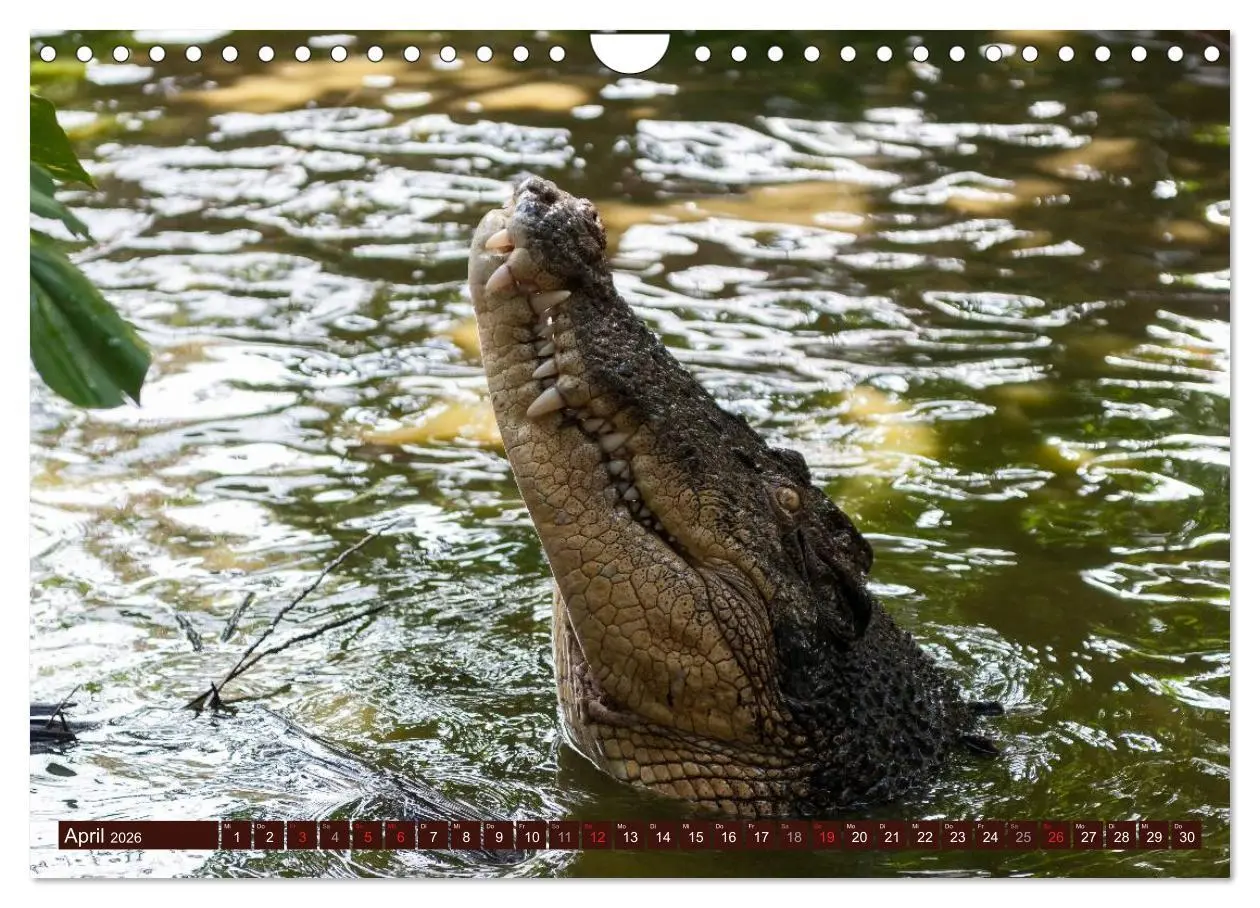 Bild: 9783516154276 | Afrikas wilde Schönheiten (Wandkalender 2026 DIN A4 quer), CALVENDO...