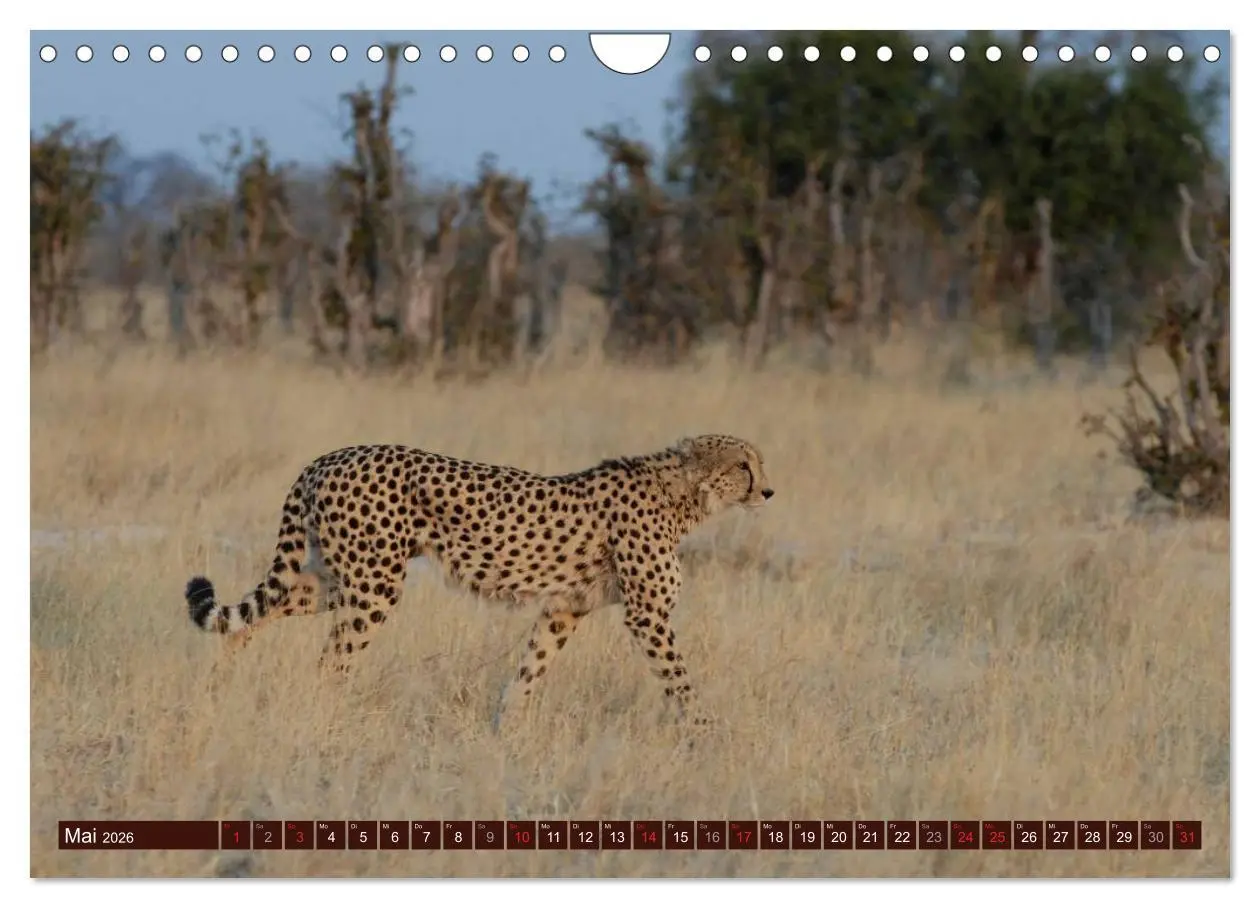 Bild: 9783516154276 | Afrikas wilde Schönheiten (Wandkalender 2026 DIN A4 quer), CALVENDO...