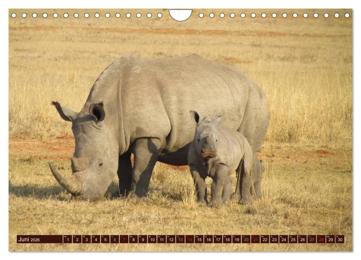 Bild: 9783516154276 | Afrikas wilde Schönheiten (Wandkalender 2026 DIN A4 quer), CALVENDO...