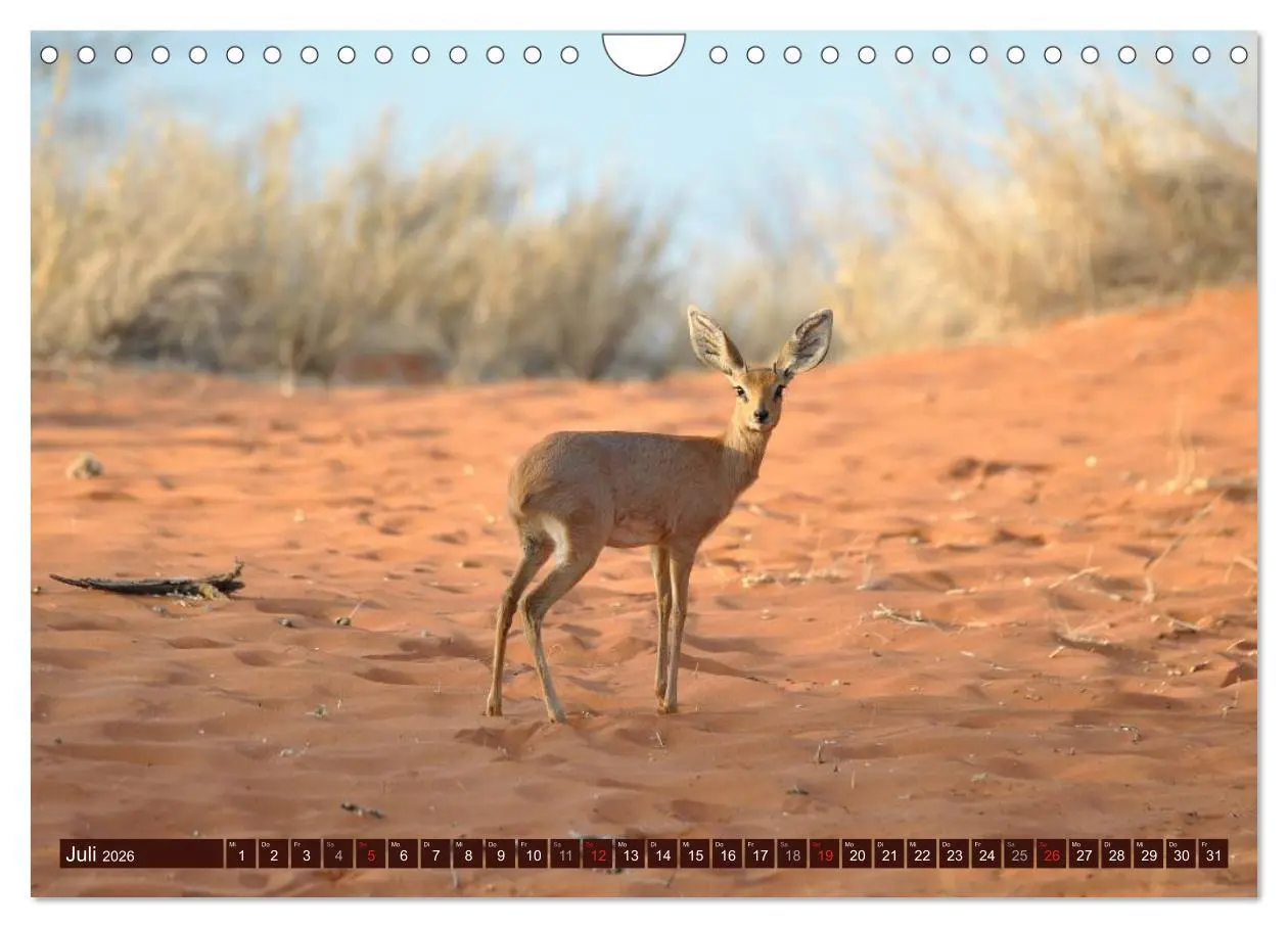 Bild: 9783516154276 | Afrikas wilde Schönheiten (Wandkalender 2026 DIN A4 quer), CALVENDO...