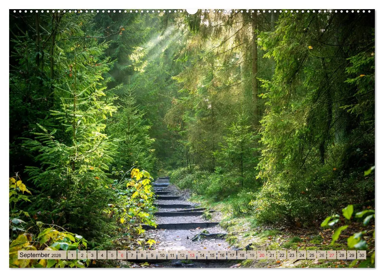 Bild: 9783457674376 | Leise durch den Wald. Sich Zeit nehmen und der Stille lauschen...