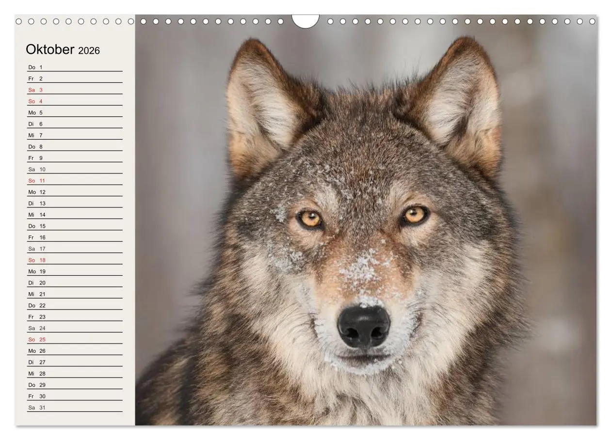 Bild: 9783516144376 | Wölfe. Verwegene Anmut (Wandkalender 2026 DIN A3 quer), CALVENDO...