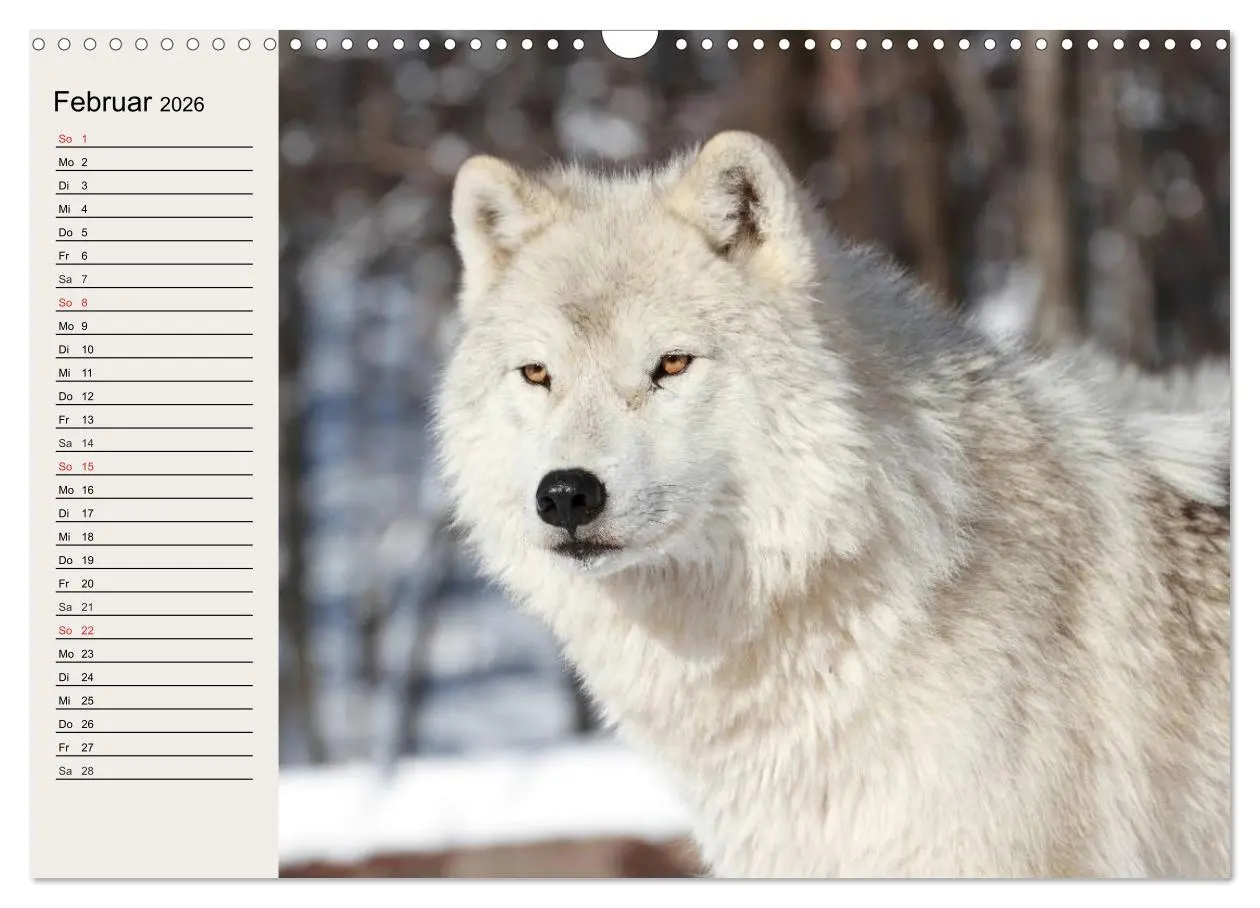 Bild: 9783516144376 | Wölfe. Verwegene Anmut (Wandkalender 2026 DIN A3 quer), CALVENDO...