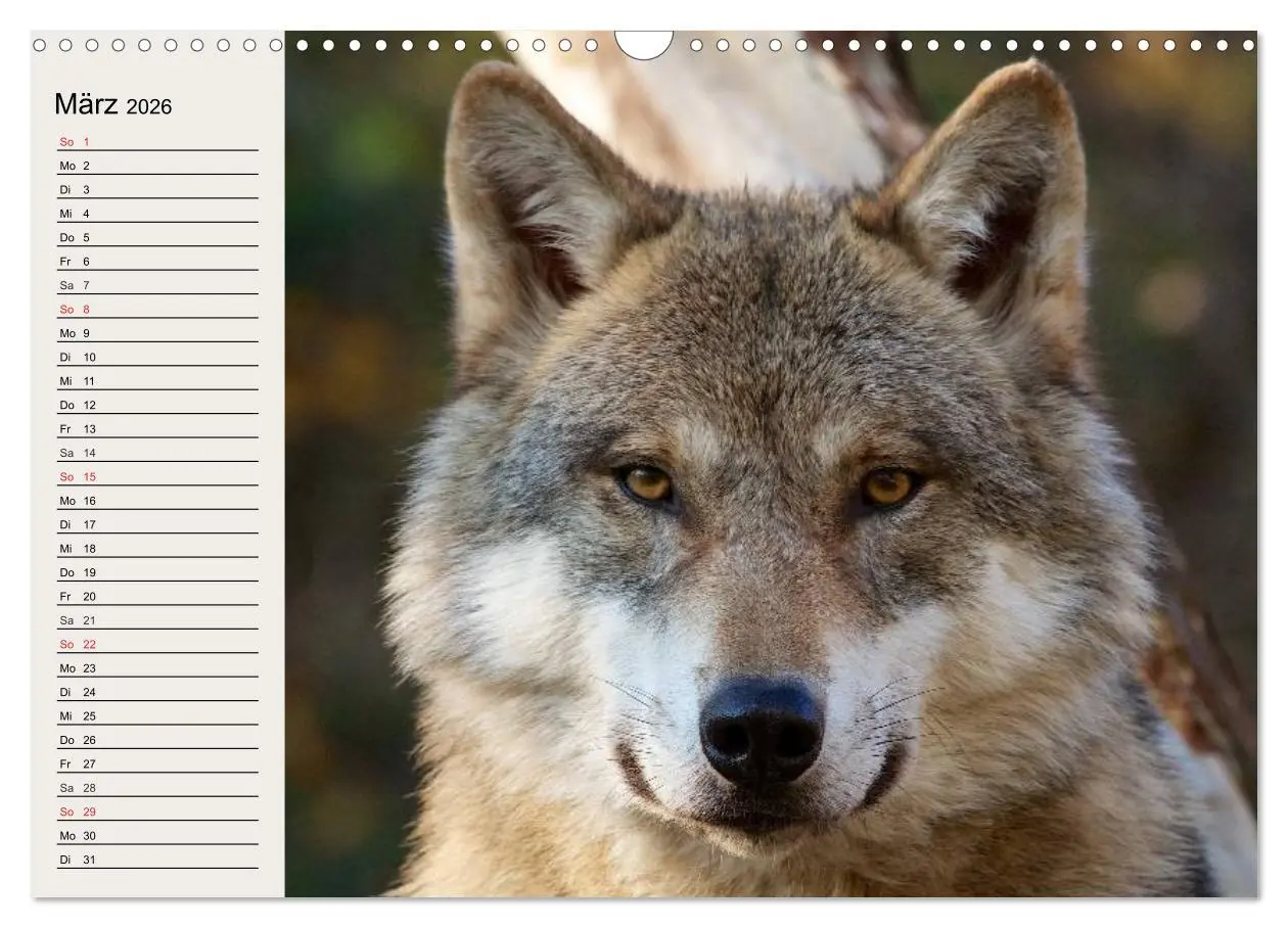 Bild: 9783516144376 | Wölfe. Verwegene Anmut (Wandkalender 2026 DIN A3 quer), CALVENDO...