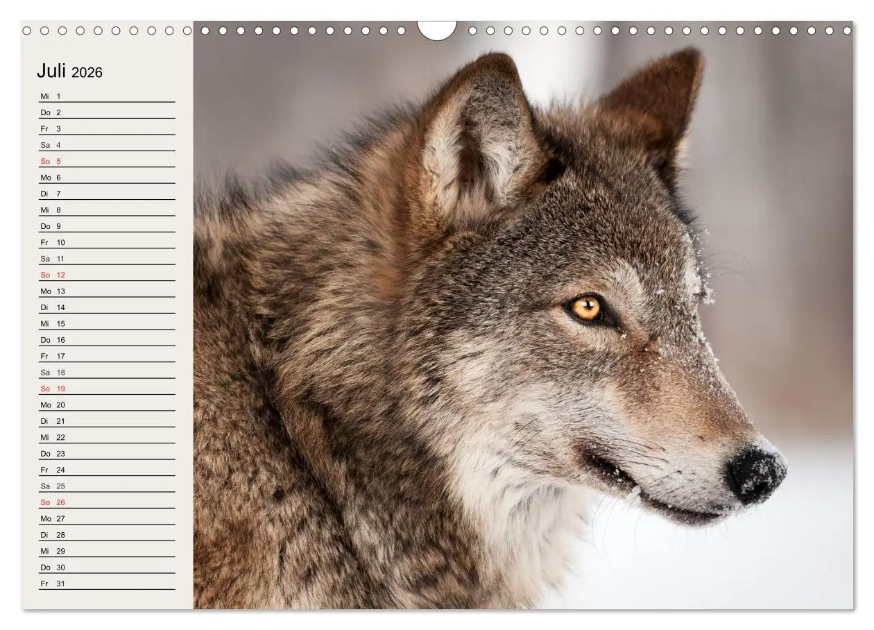 Bild: 9783516144376 | Wölfe. Verwegene Anmut (Wandkalender 2026 DIN A3 quer), CALVENDO...