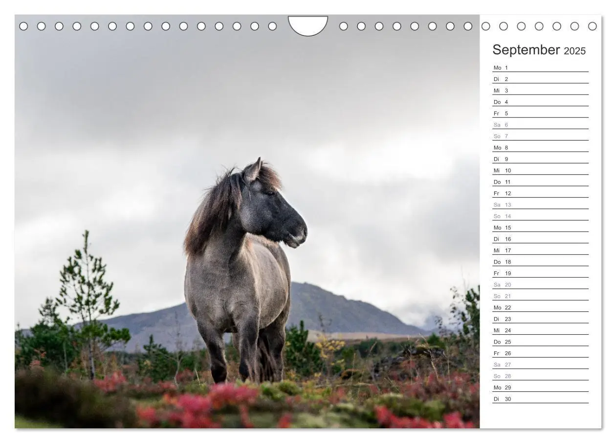 Bild: 9783383934476 | Islandpferde Kalender (Wandkalender 2025 DIN A4 quer), CALVENDO...