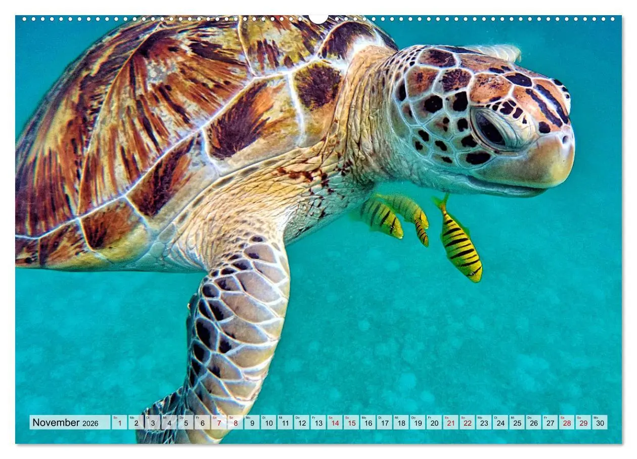 Bild: 9783457594476 | Abenteuer Riff - bunte Unterwasserwelt (Wandkalender 2026 DIN A2...