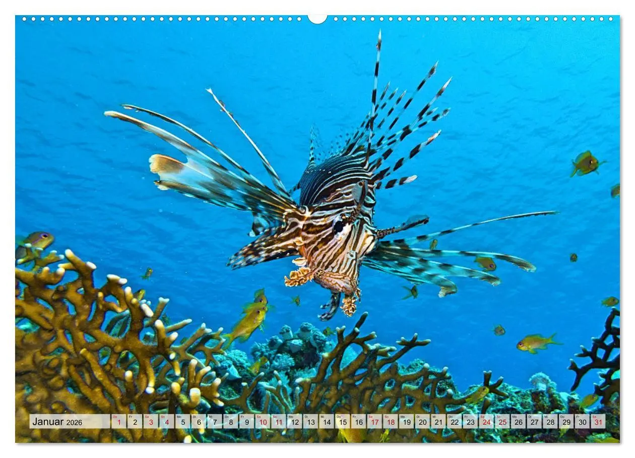Bild: 9783457594476 | Abenteuer Riff - bunte Unterwasserwelt (Wandkalender 2026 DIN A2...