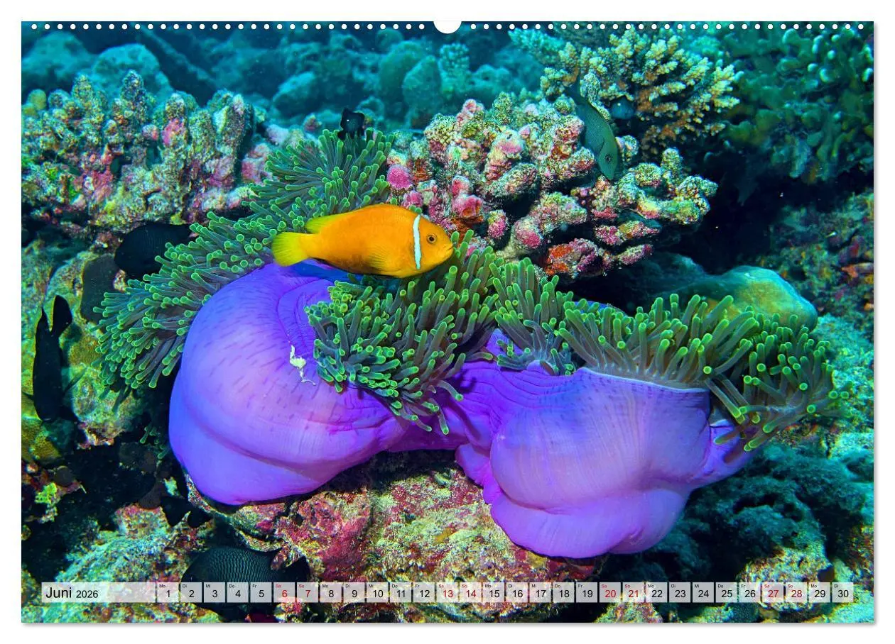 Bild: 9783457594476 | Abenteuer Riff - bunte Unterwasserwelt (Wandkalender 2026 DIN A2...