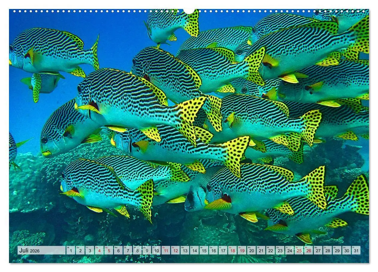 Bild: 9783457594476 | Abenteuer Riff - bunte Unterwasserwelt (Wandkalender 2026 DIN A2...