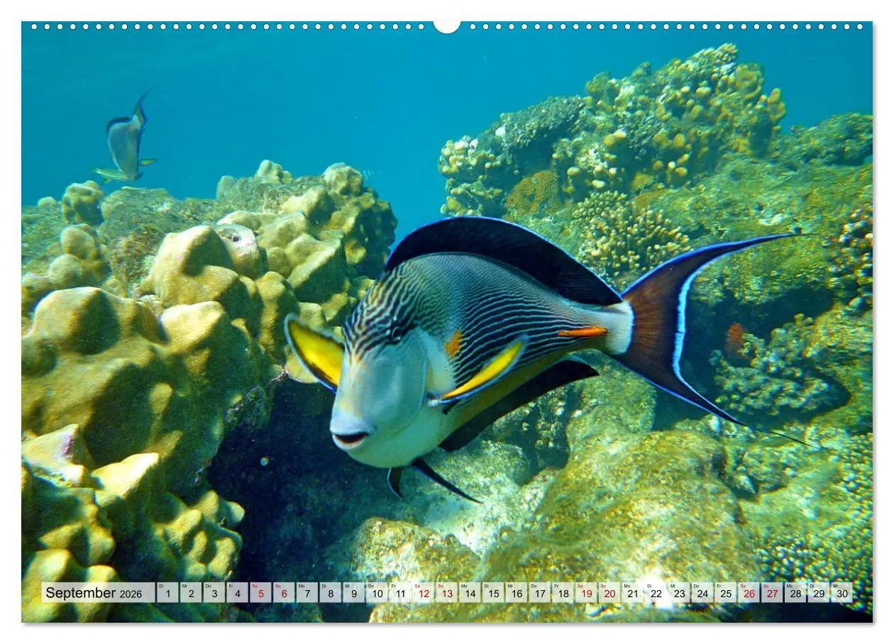 Bild: 9783457594476 | Abenteuer Riff - bunte Unterwasserwelt (Wandkalender 2026 DIN A2...