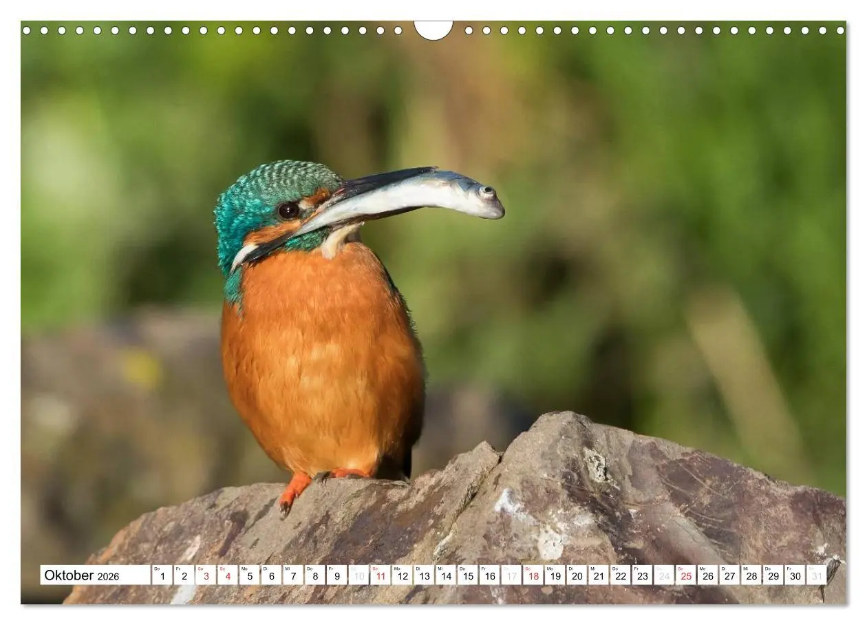 Bild: 9783457974476 | Faszination Eisvogel (Wandkalender 2026 DIN A3 quer), CALVENDO...